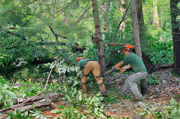 Best Stump Grinding Near Me  in Nes, IL